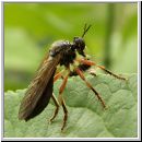 Dioctria cothurnata - Raubfliege 02.jpg